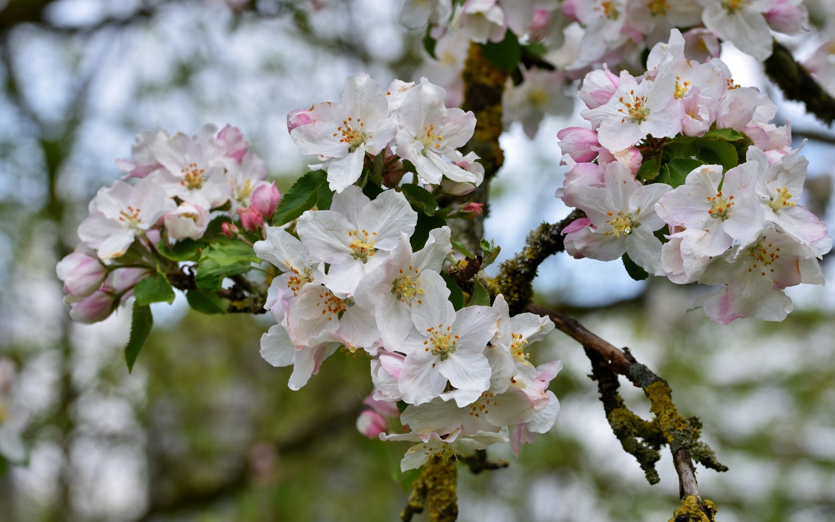 Розовые цветы яблони на ветке крупным планом