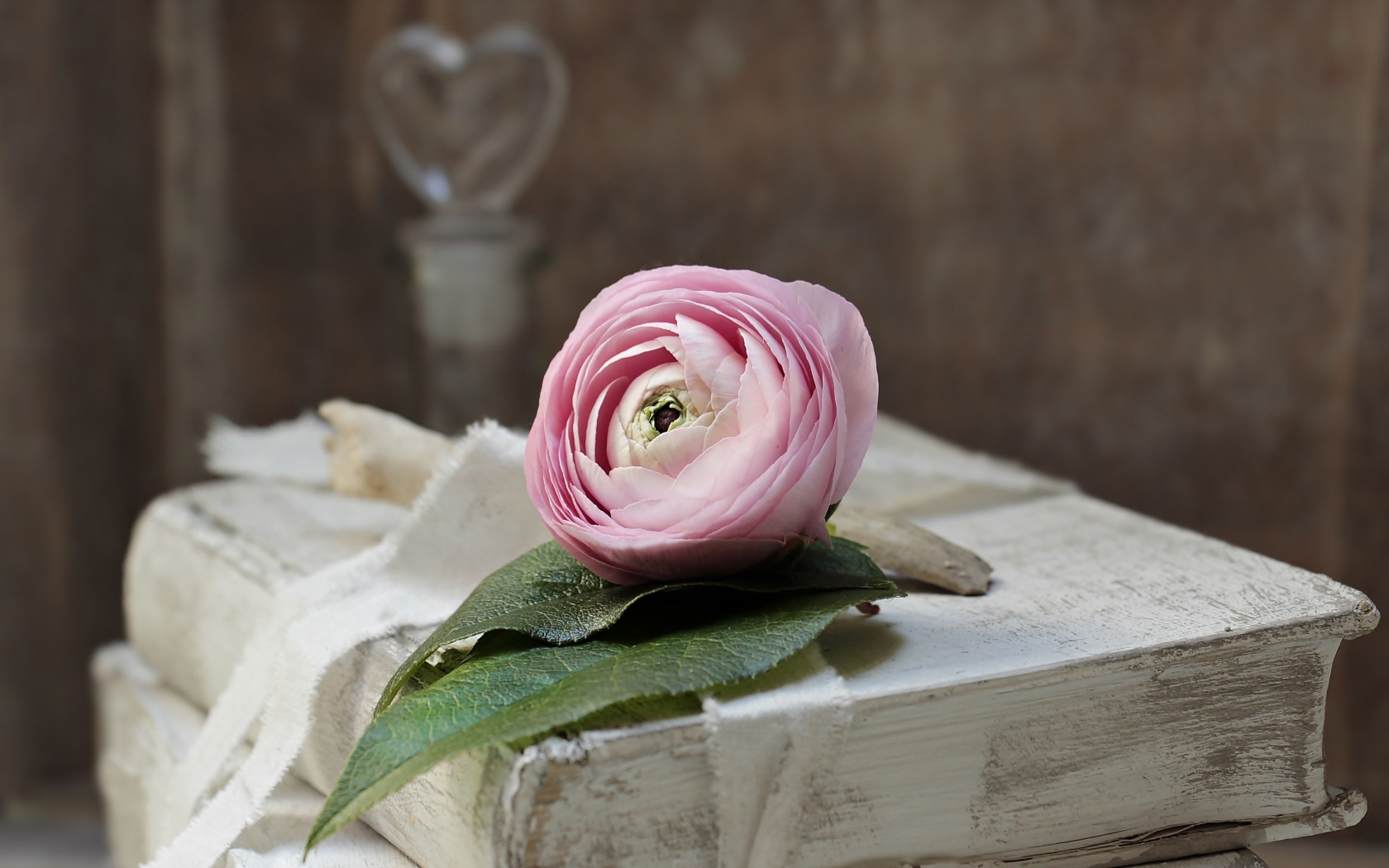 Розовый цветок лютика лежит на старой книге