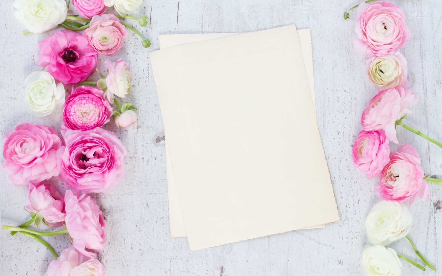 Розовые лютики с белыми листами на сером столе