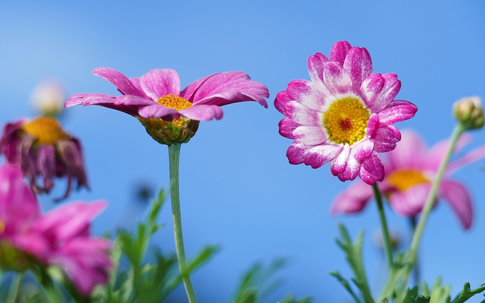 Розовые хризантемы на фоне голубого неба