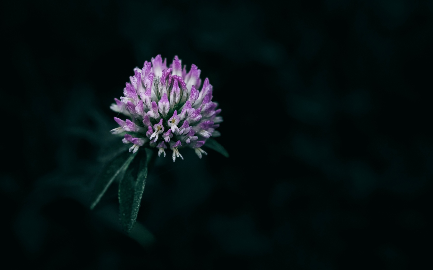 Розовый цветок клевера крупным планом