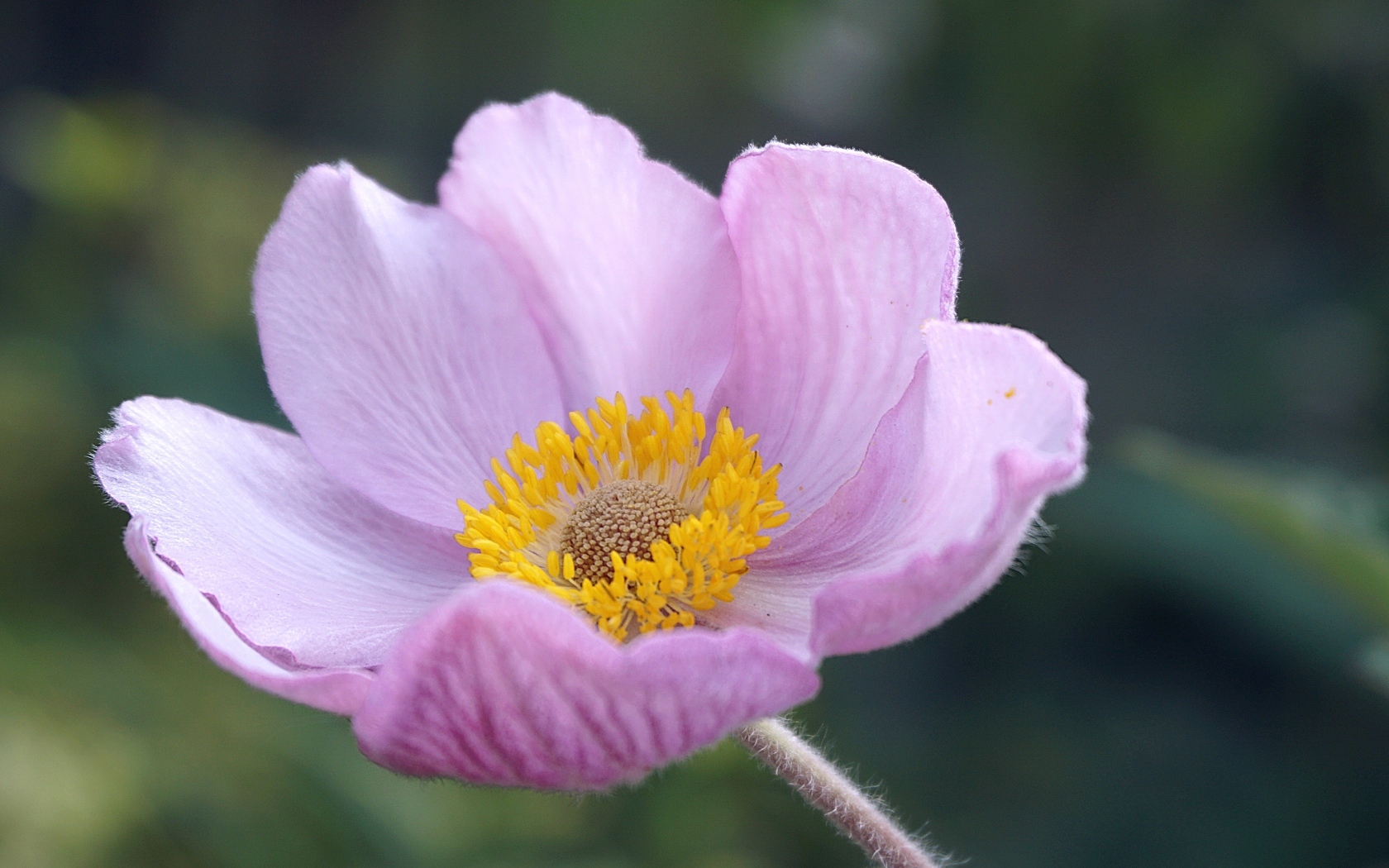 Розовый нежный цветок анемоны крупным планом