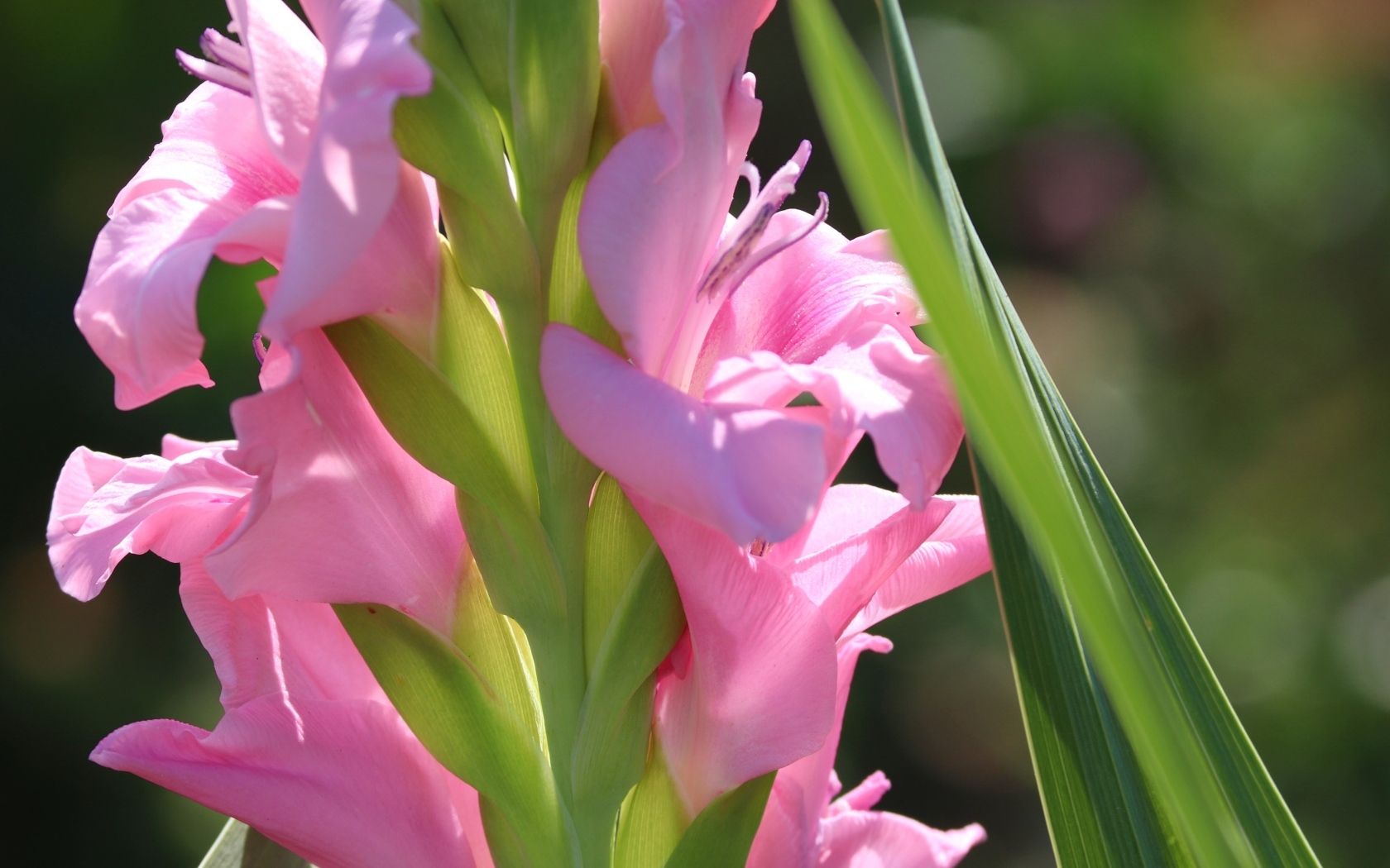 Розовые гладиолусы  с зелеными листьями крупным планом