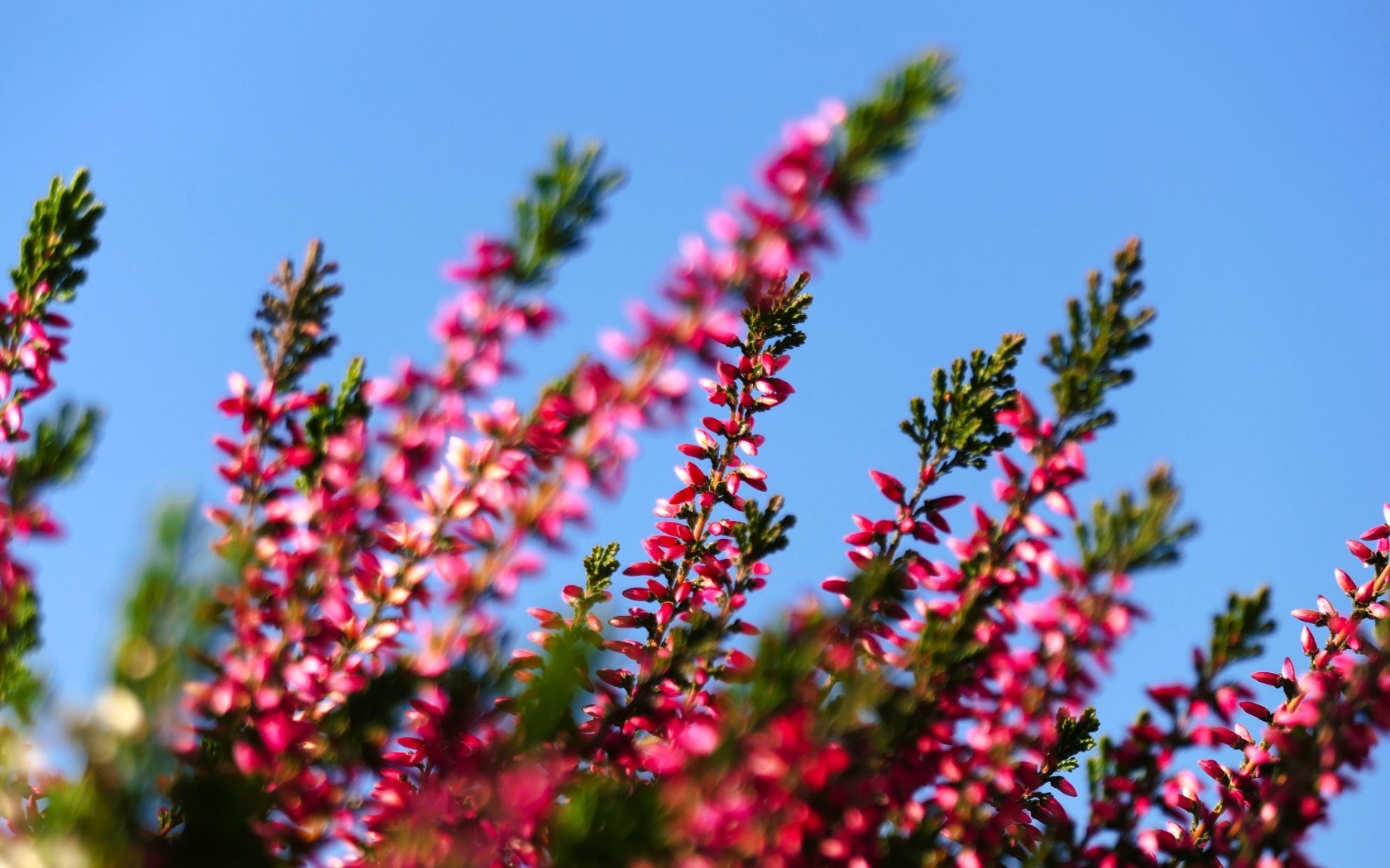 Розовый вереск на фоне голубого неба