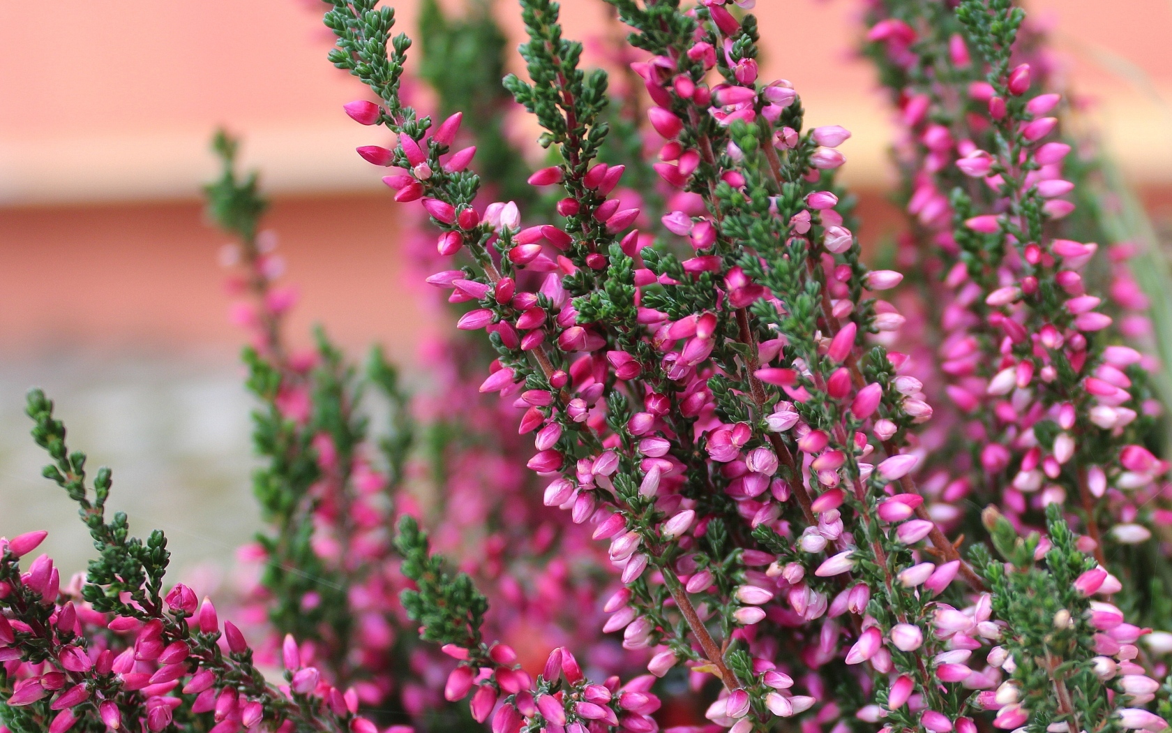 Розовые цветы вереска крупным планом