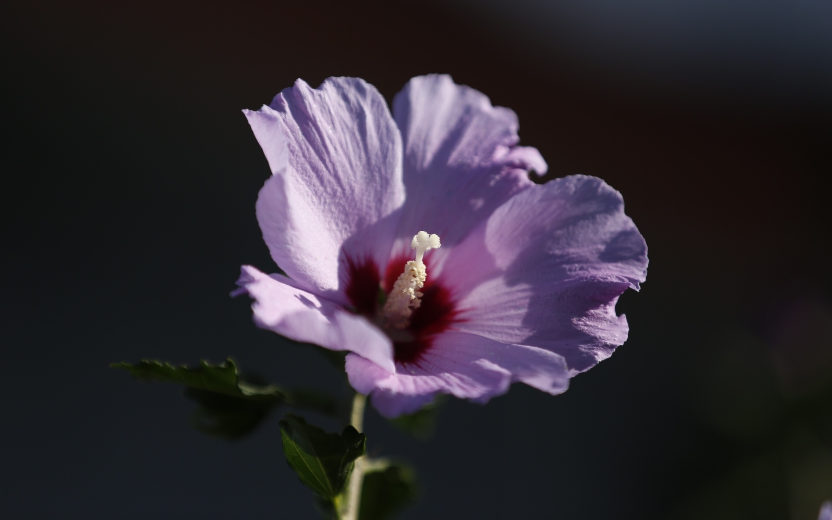 Розовый цветок гибискуса крупным планом