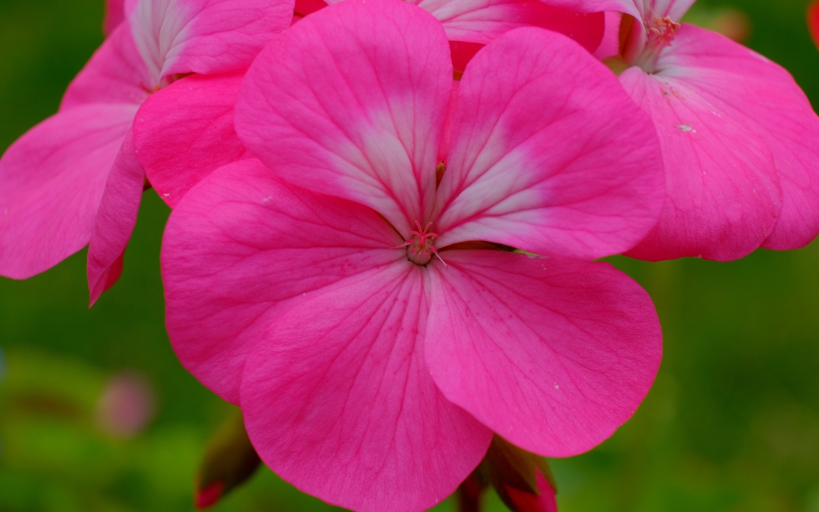 Розовые комнатные цветы пеларгония