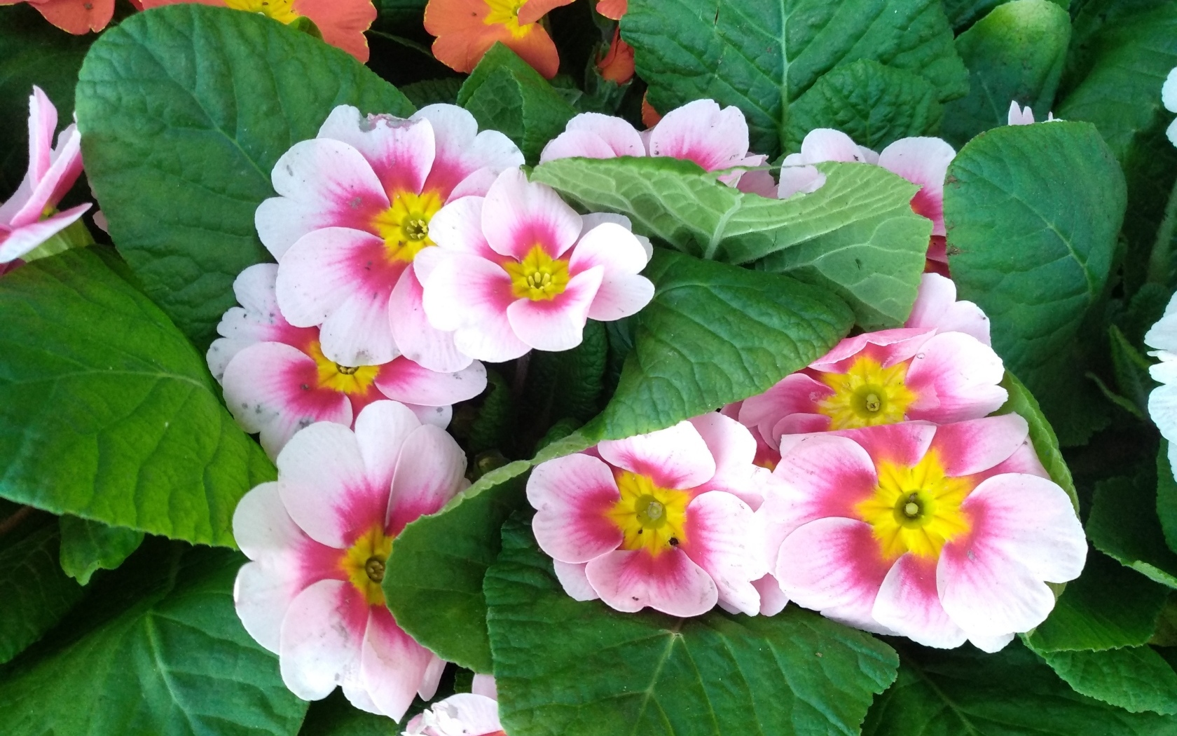 Розовый комнатный цветок примула с зелеными листьями