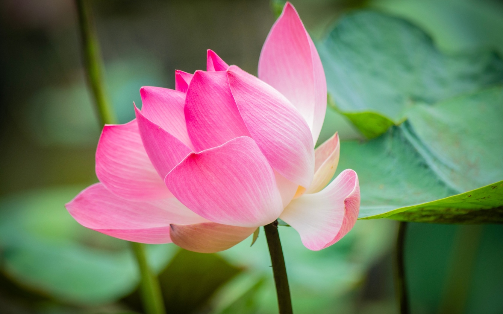 Розовый лотос с зелеными листьями