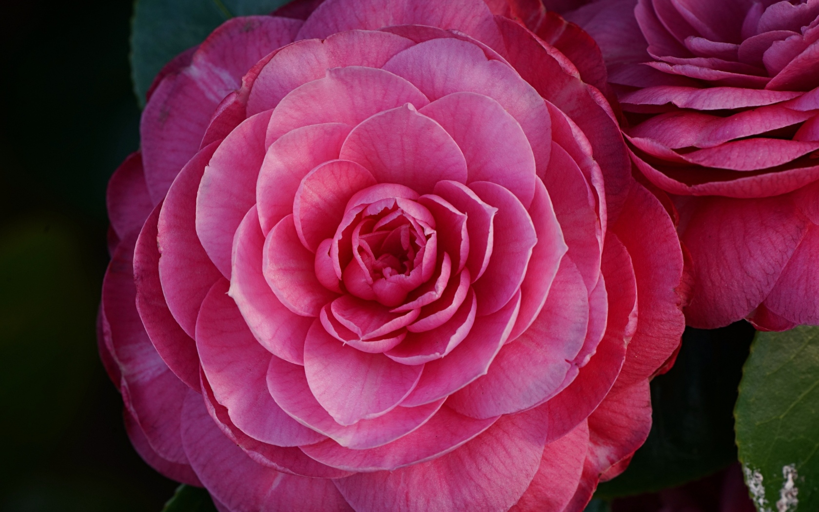 Розовый пышный цветок камелия