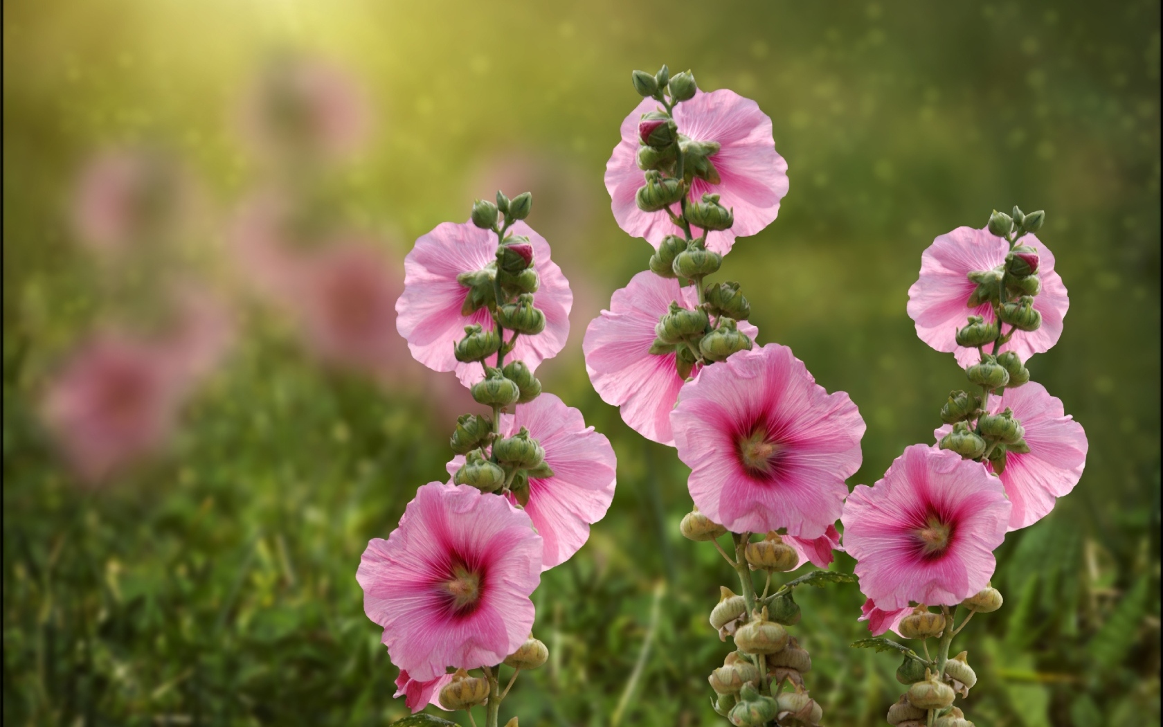 Розовые мальвы в лучах летнего солнца