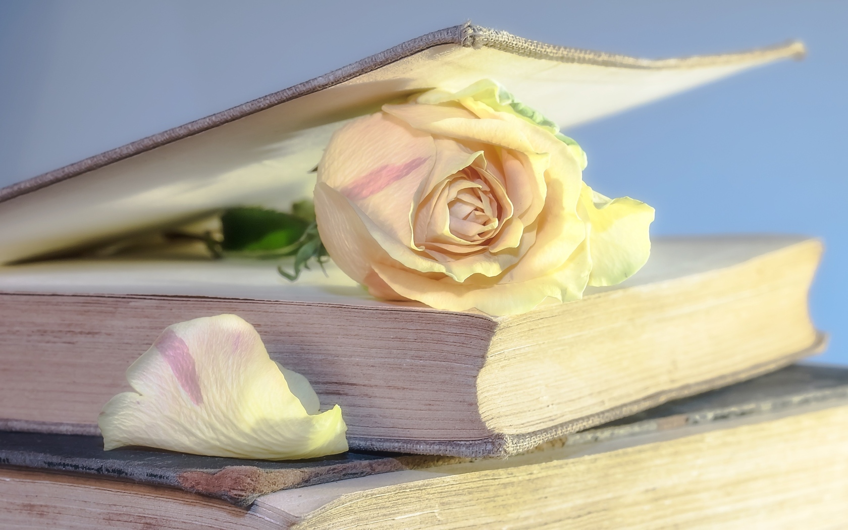 Розовая роза в книге на столе