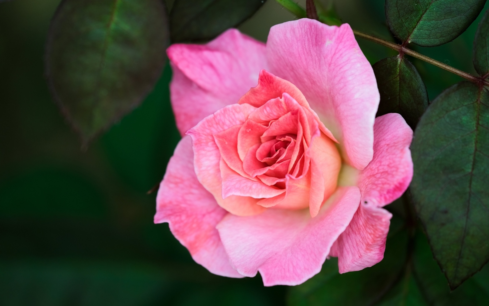 Розовая чайная роза с зелеными листьями