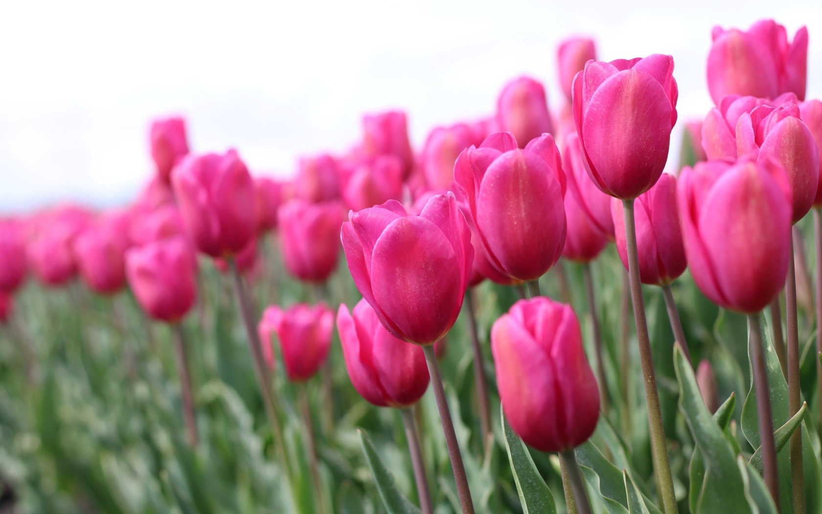 Розовые цветы тюльпана на поле