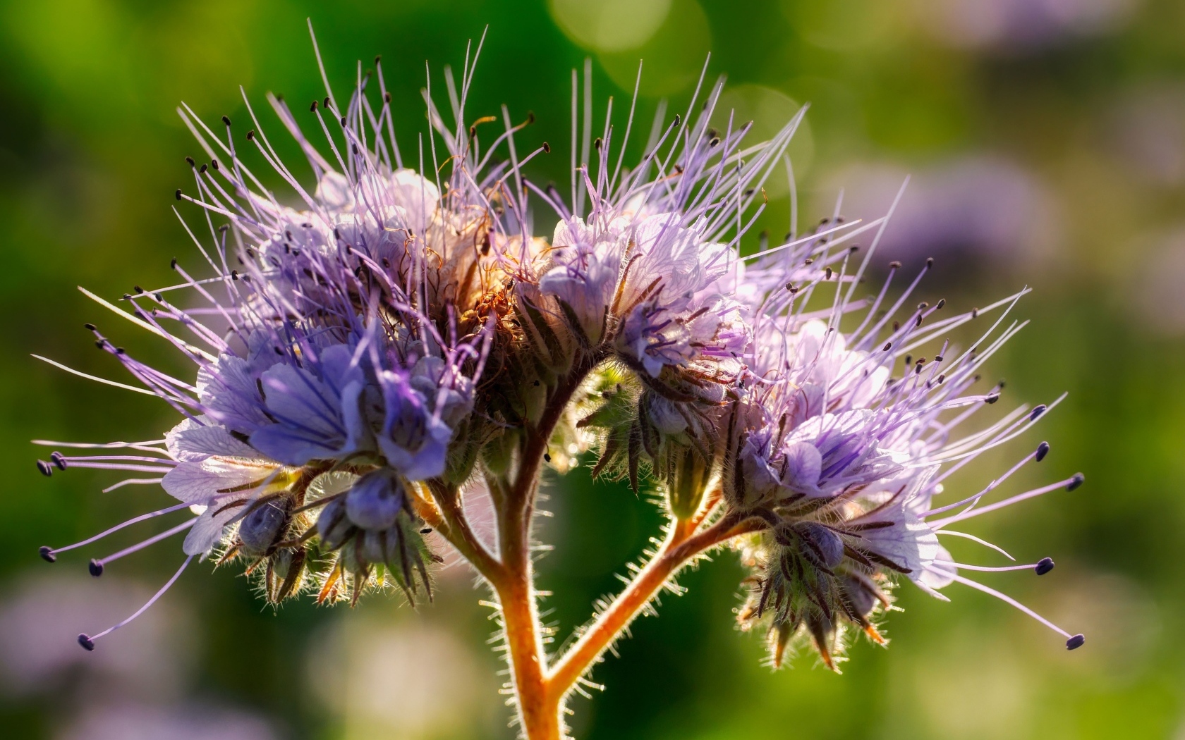 Фиолетовый цветок Фацелия крупным