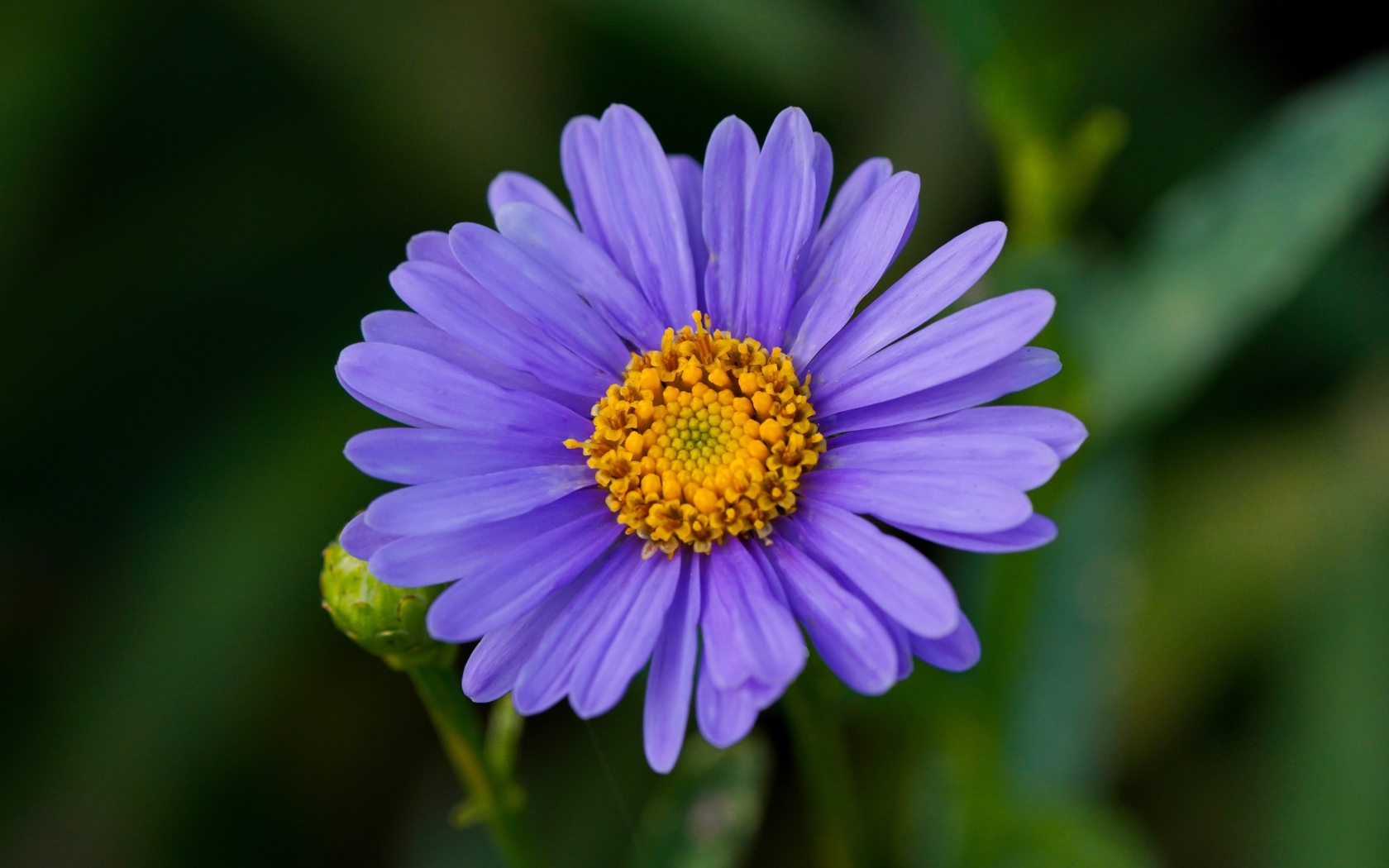Фиолетовый цветок садовой астры