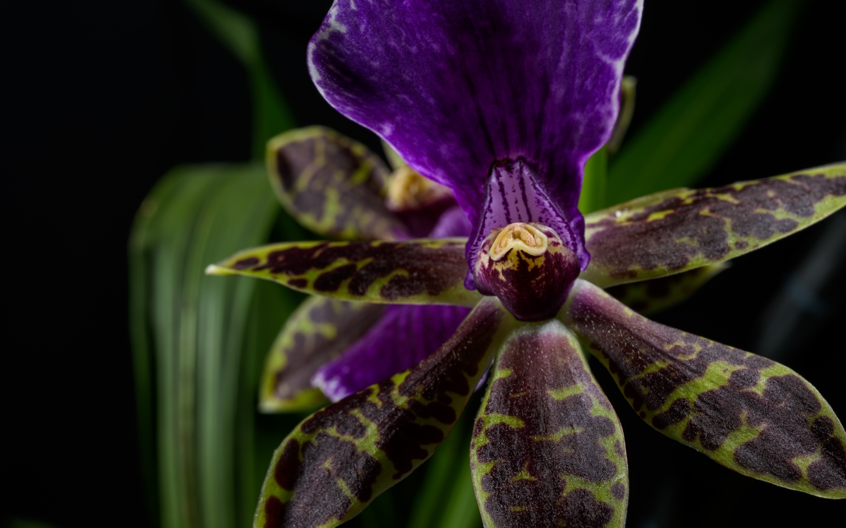 Фиолетовая орхидея на черном фоне