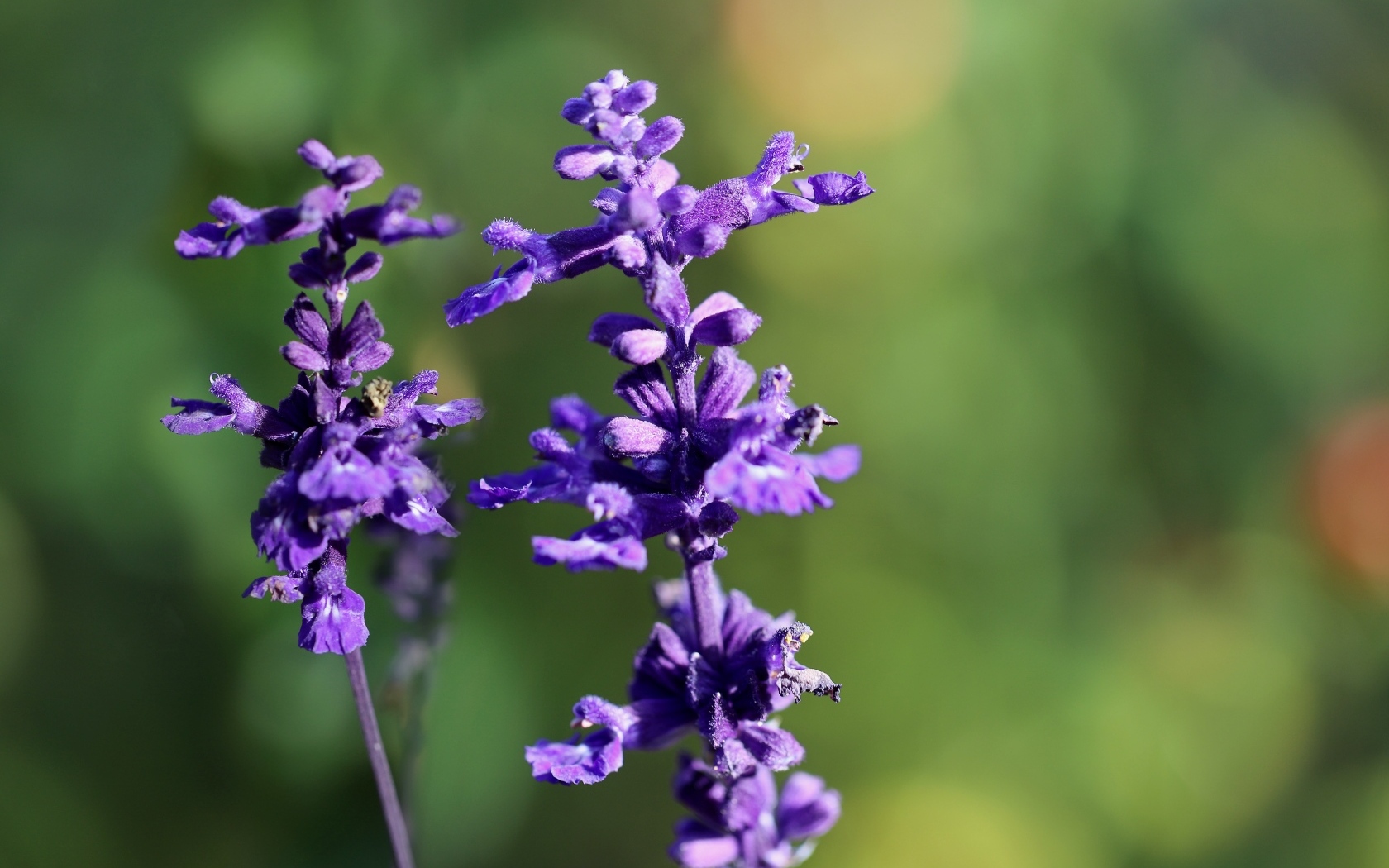 Фиолетовые цветы шалфея крупным планом