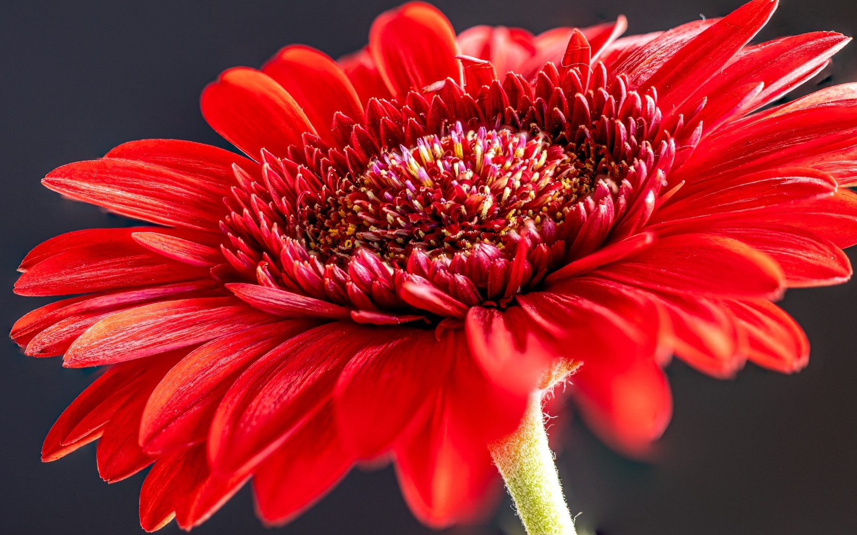 Красный красивый цветок герберы крупным планом