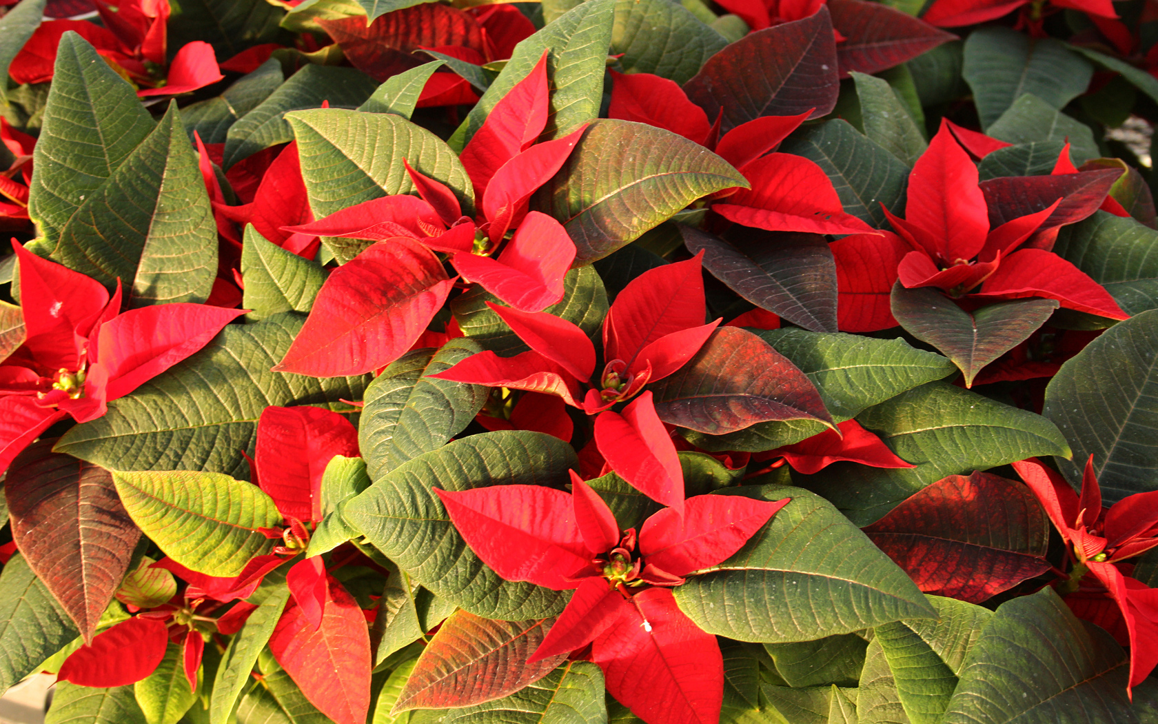 Красные цветы Молочай красивейший  с зелеными листьями