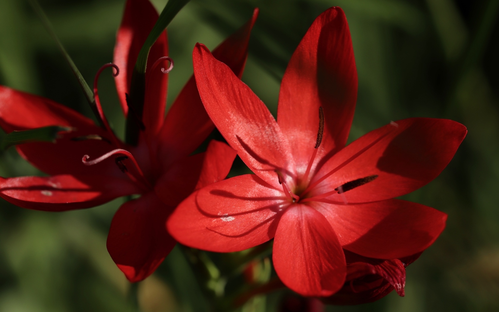 Красные цветы hesperantha семейства ирисовых