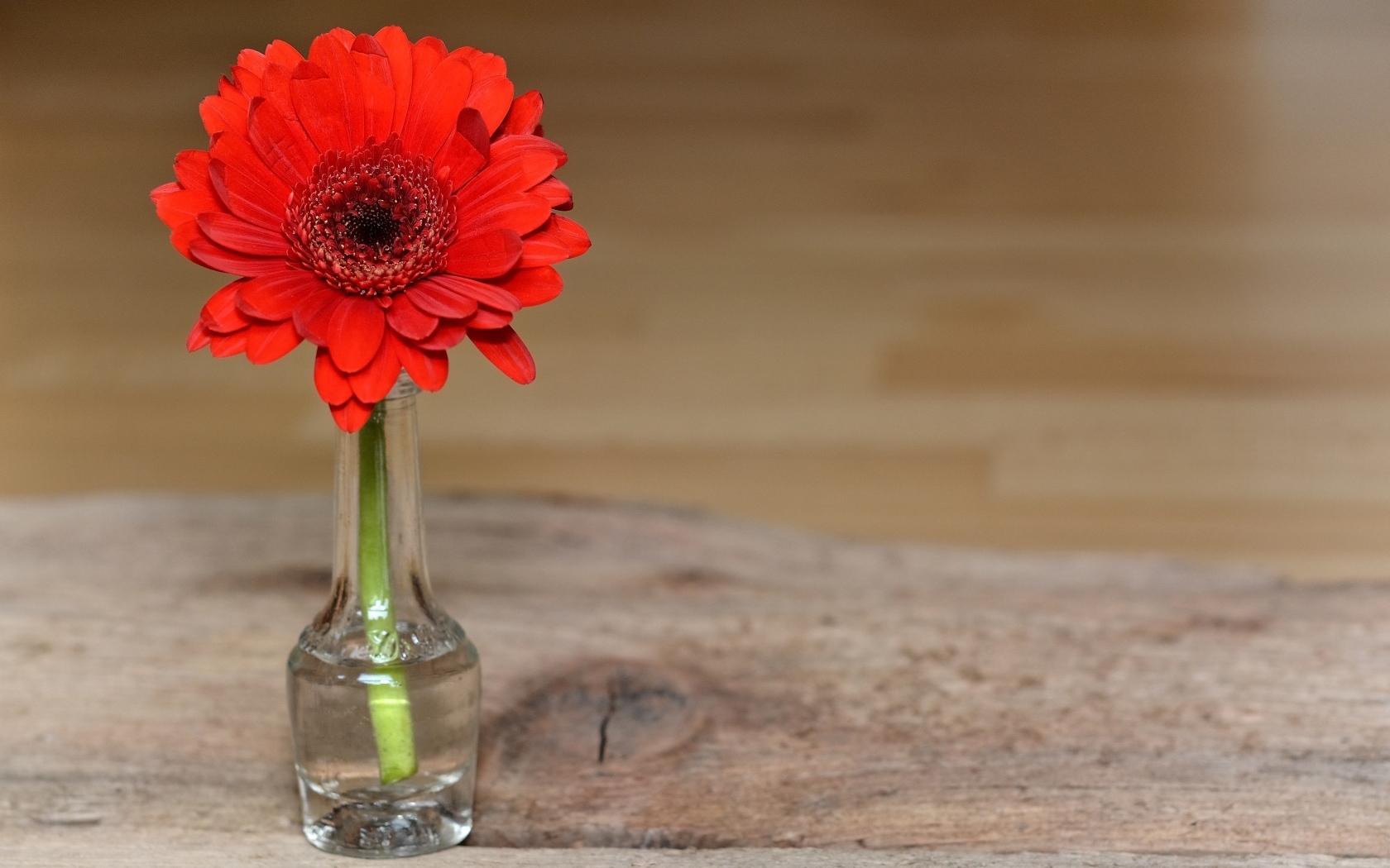 Красная гербера в стеклянной бутылке