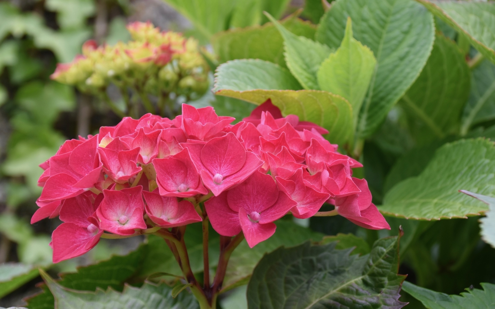 Красная гортензия с зелеными листьями в саду