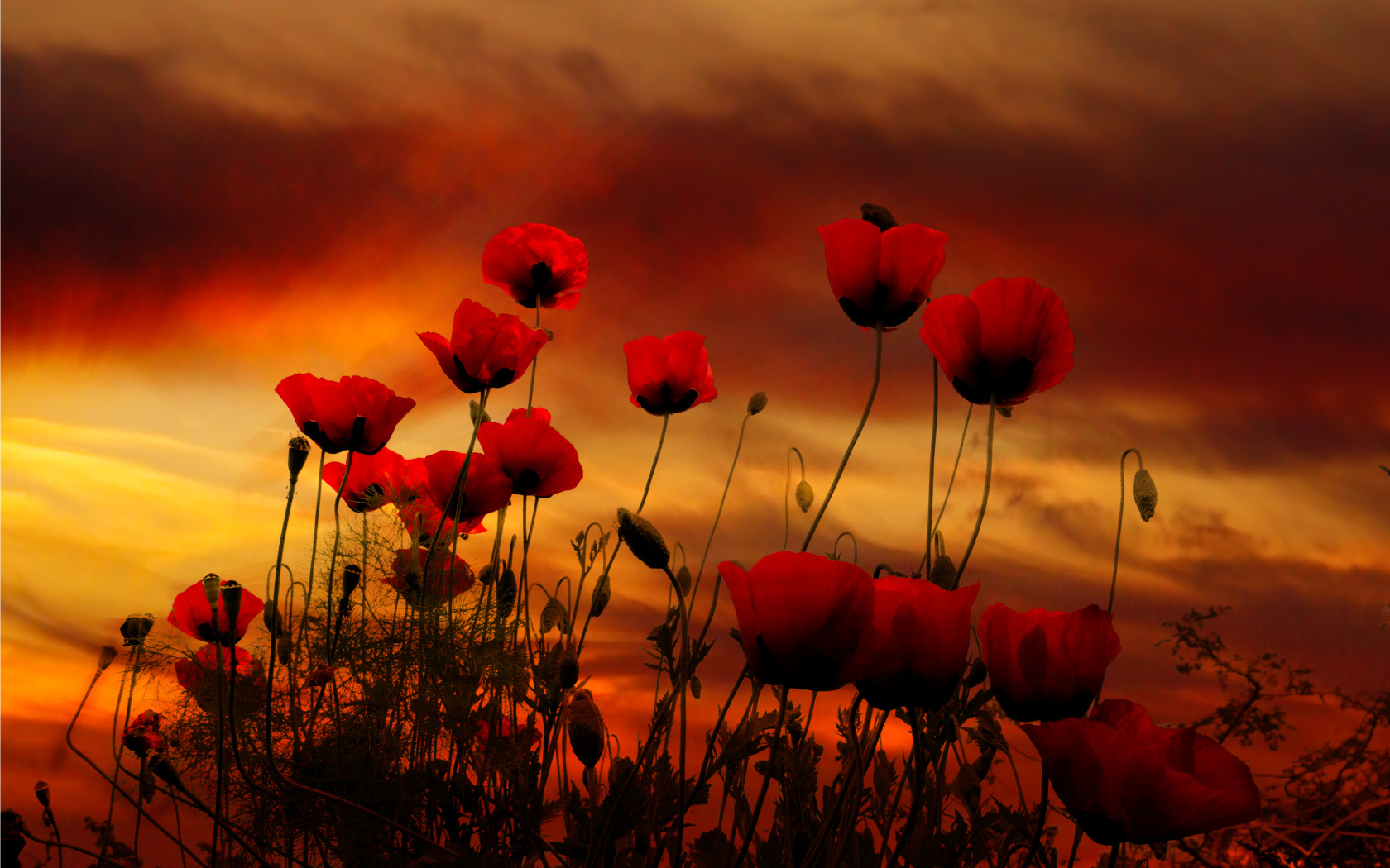 Красные маки на фоне неба на закате