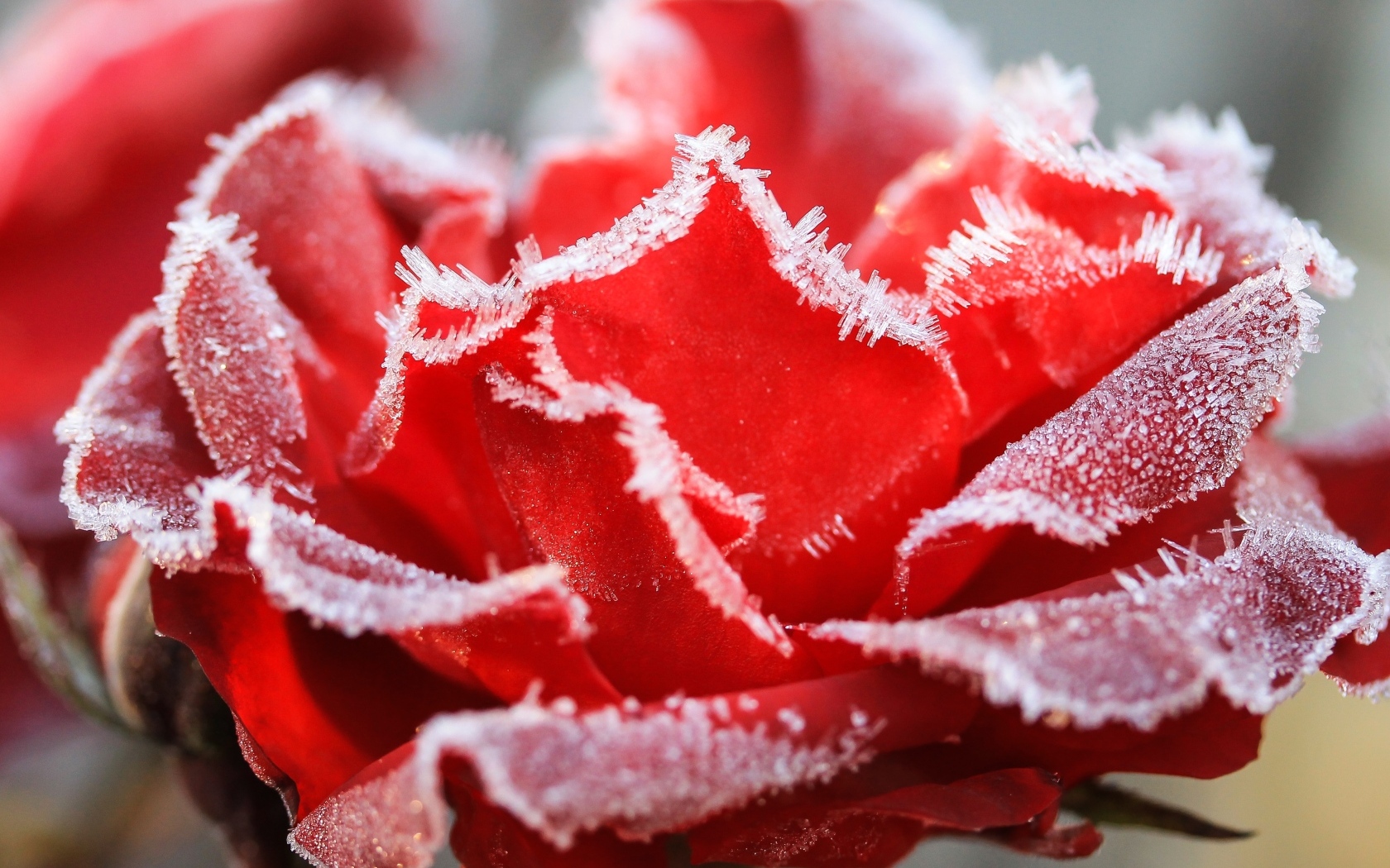 Красная роза покрыта инеем крупным планом