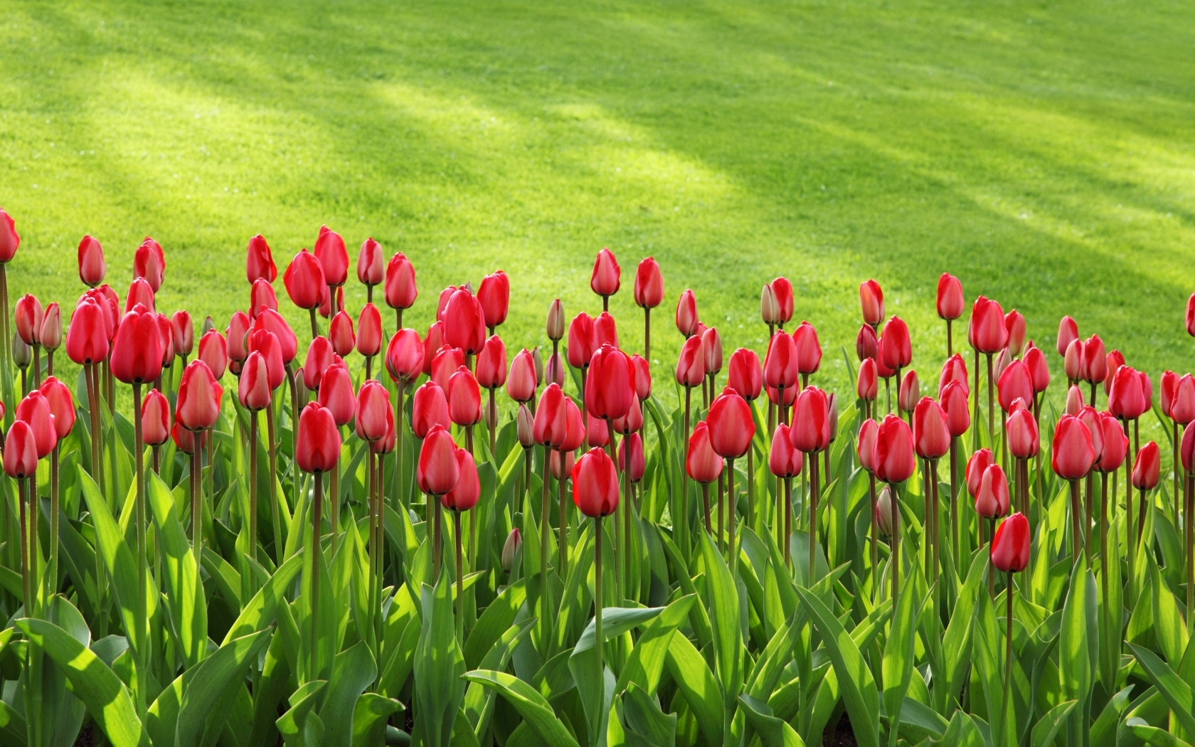 Красные тюльпаны на клумбе у зеленого газона