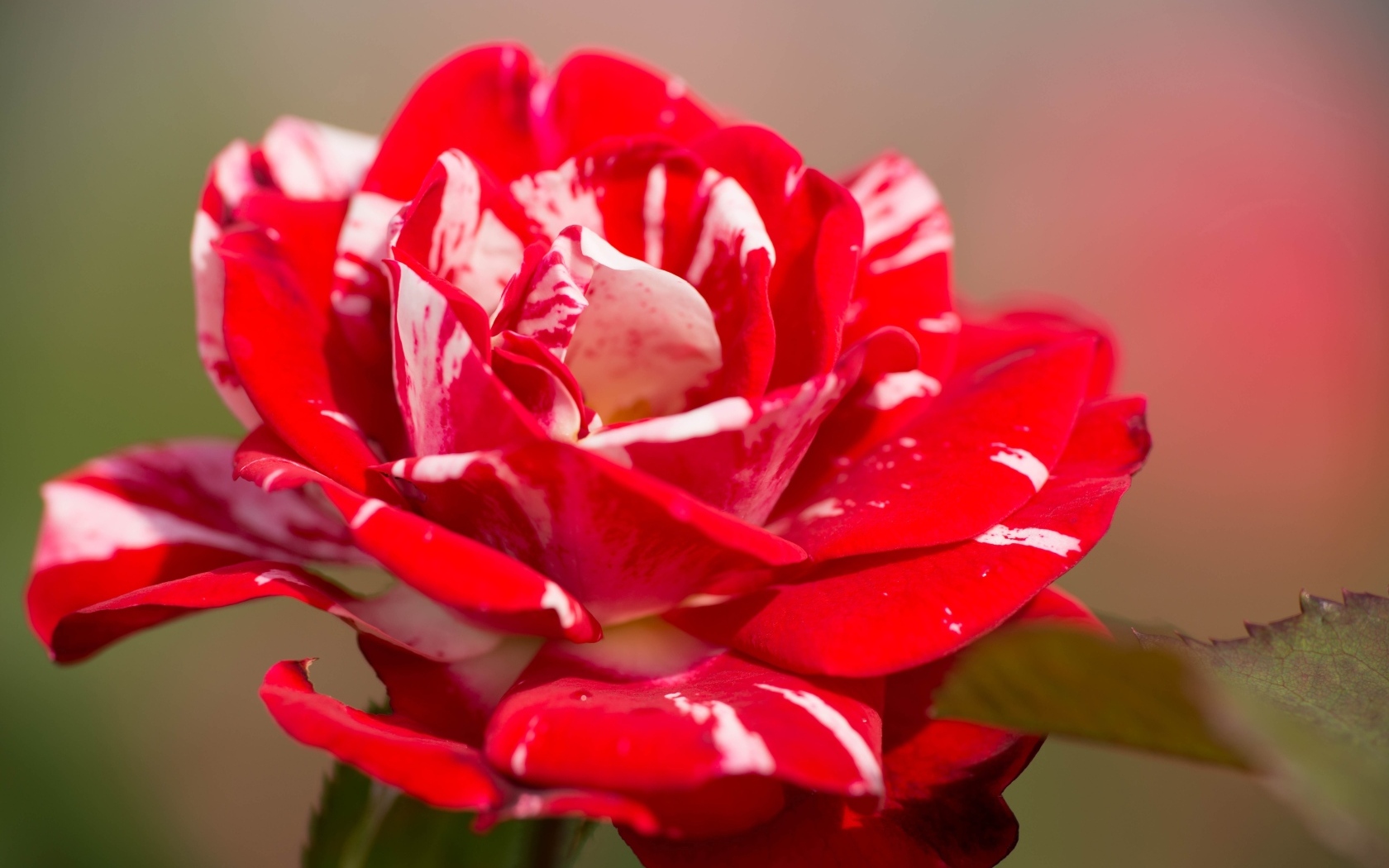 Красный с белым цветок розы крупным планом