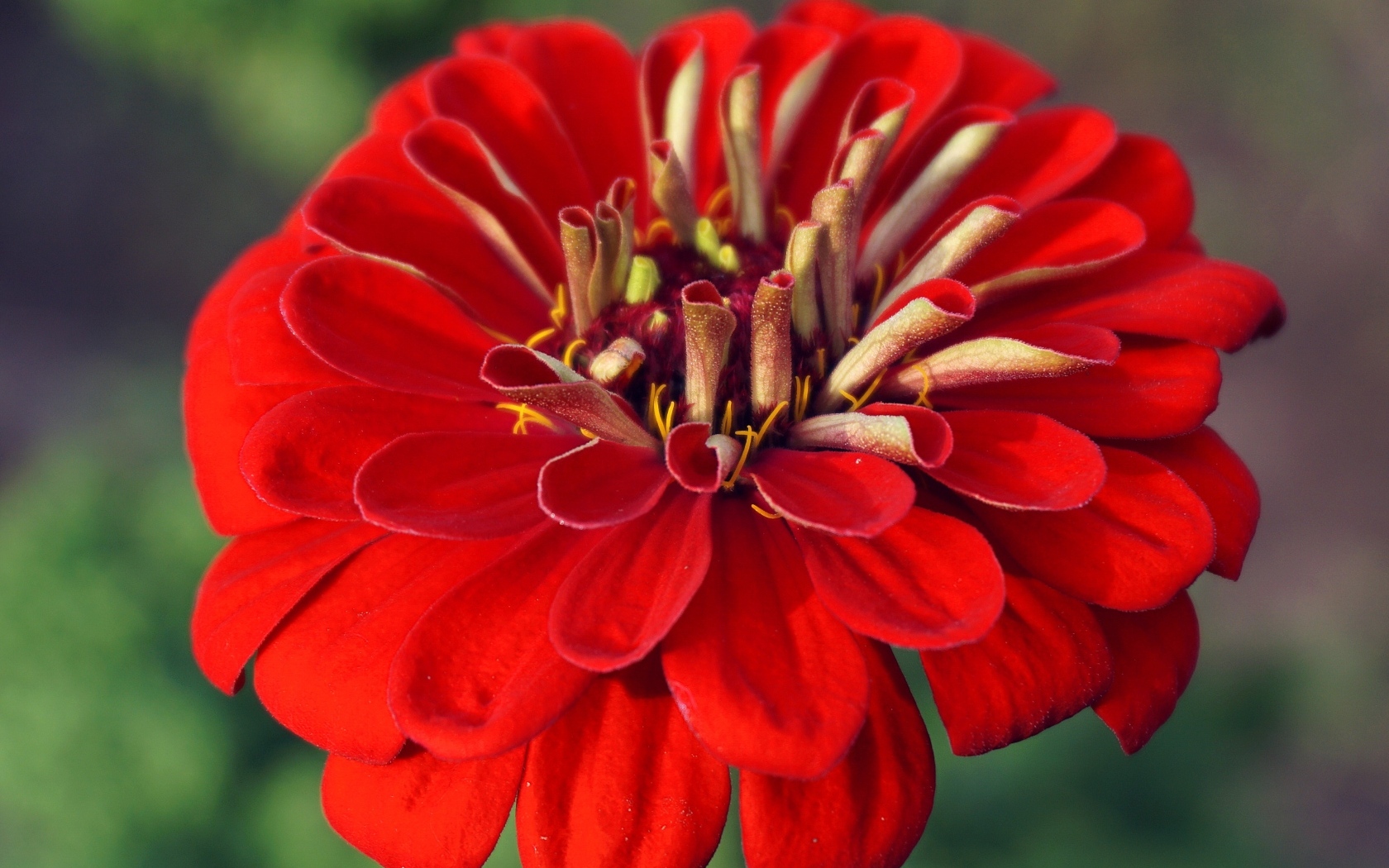 Красный цветок цинния крупным планом