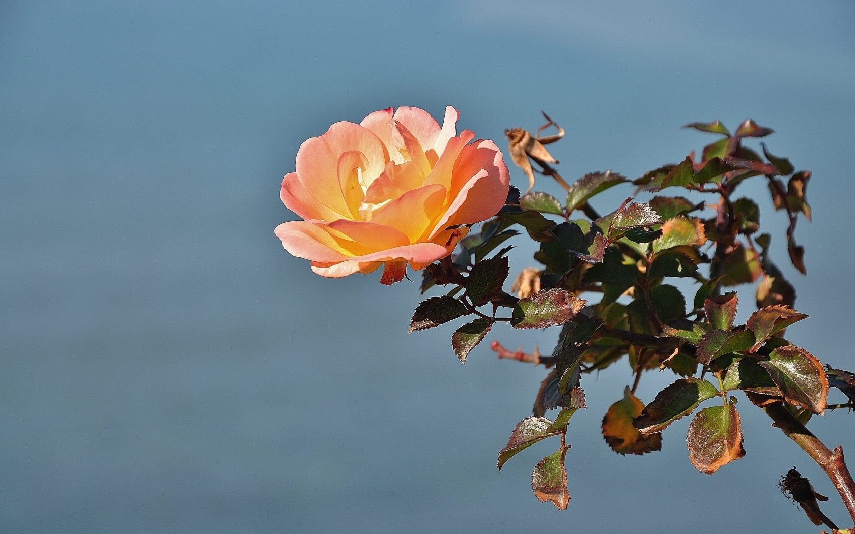 Роза с зелеными листьями на фоне неба