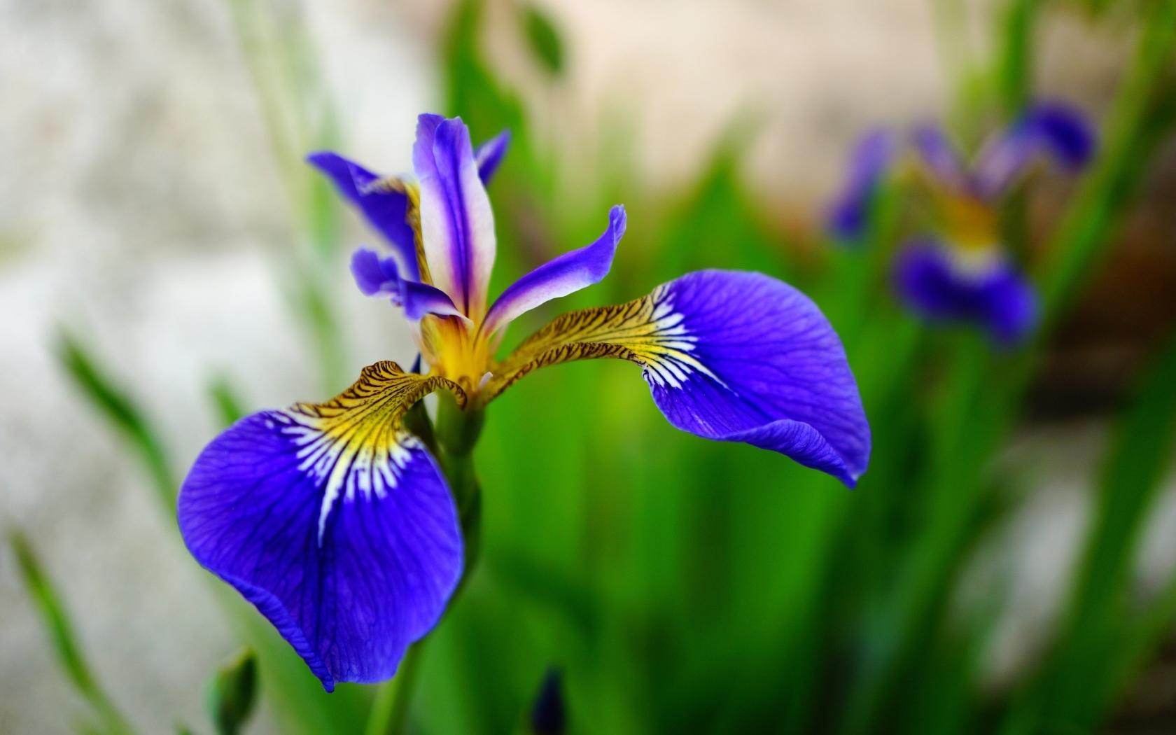 Маленький нежный синий цветок ириса