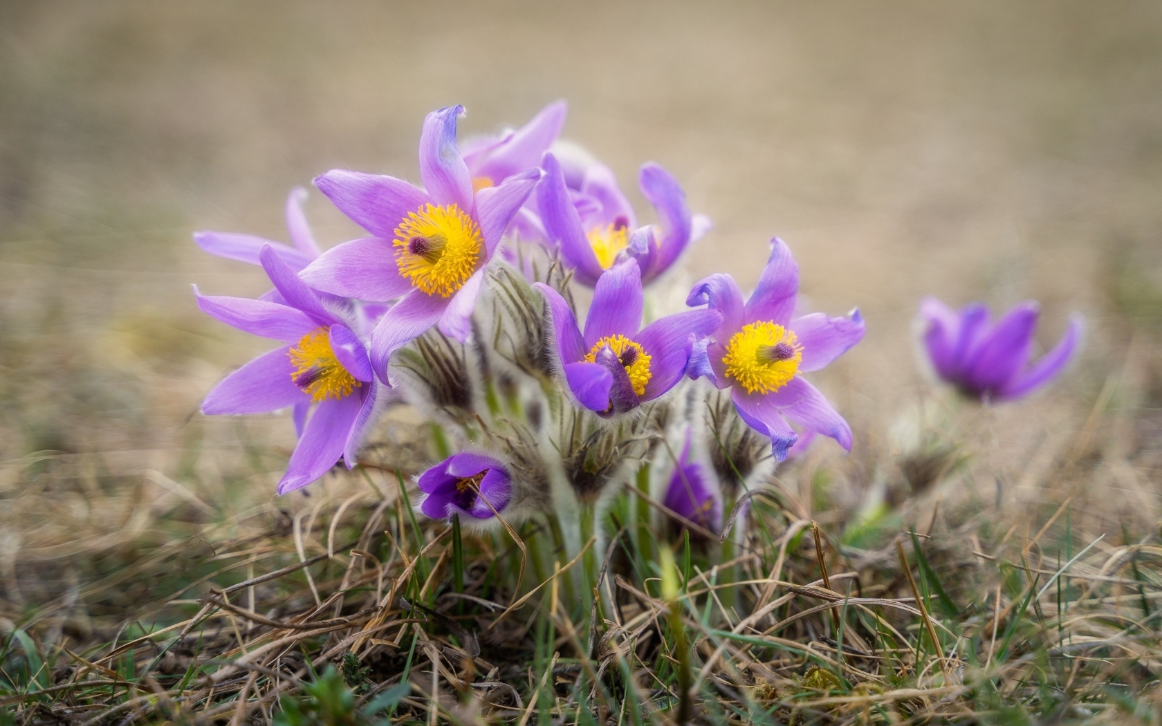 Маленькие цветы прострела растут в траве