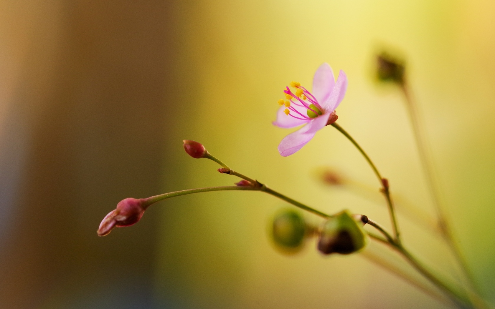Маленькие розовые нежные цветы крупным планом