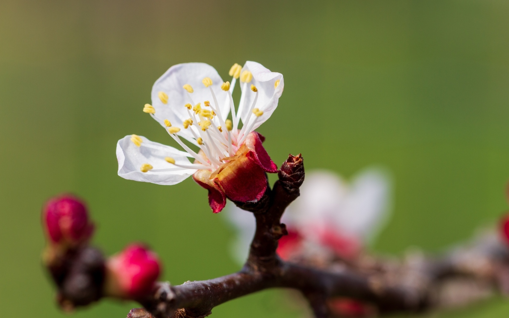 Маленький розовый цветок на ветке абрикоса весной