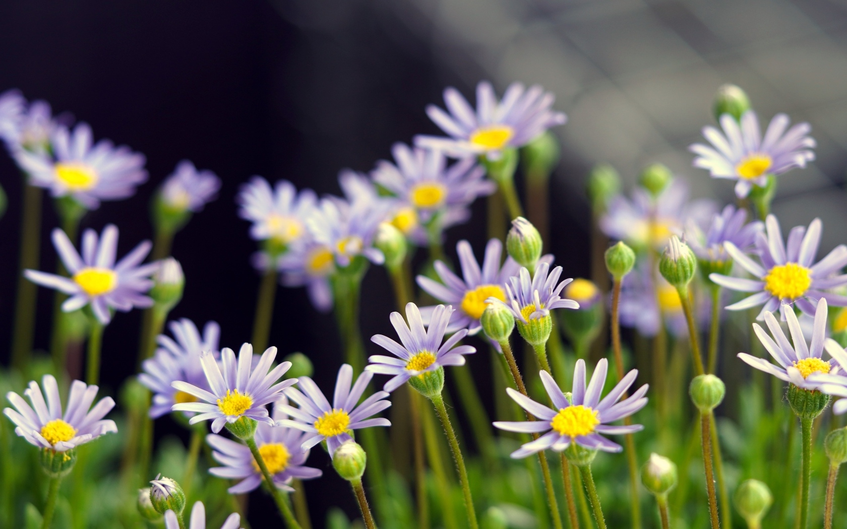 Маленькие фиолетовые ромашки крупным планом