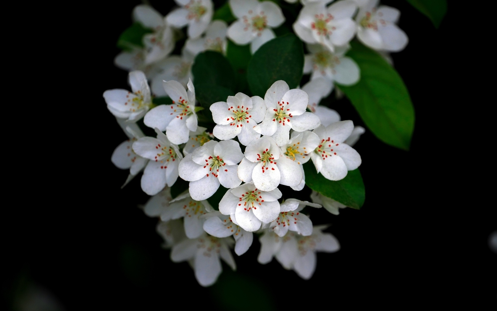 Мелкие белые цветы на ветке весной