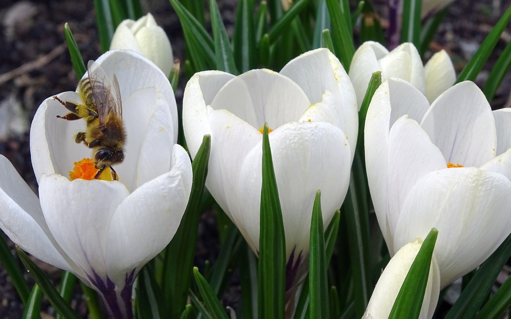 Маленькие белые весенние крокусы опыляет пчела