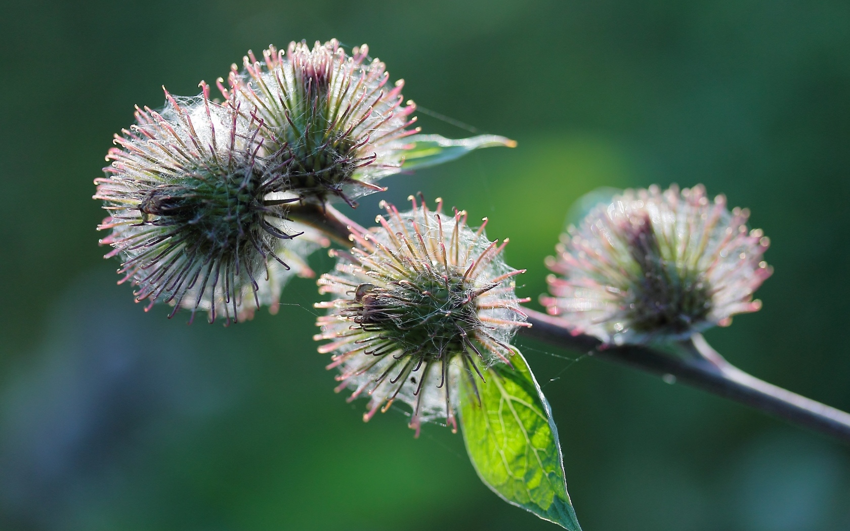 Колючие цветы расторопши в паутине
