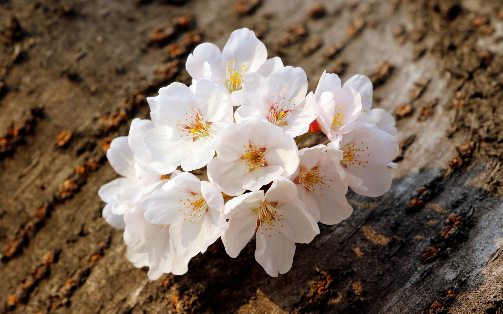 Весенние цветы абрикоса сорванные с веток