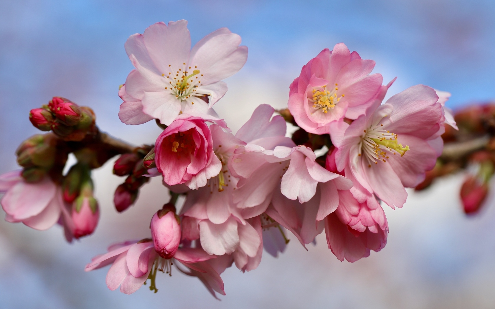 Первые розовые цветы на ветке дерева весной
