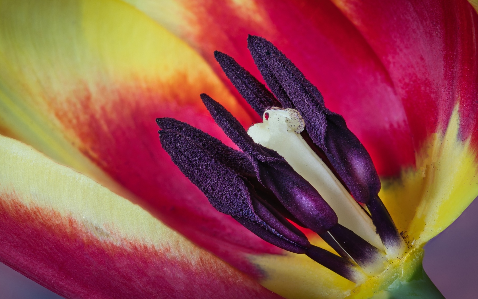 Серединка красивого тюльпана крупным планом