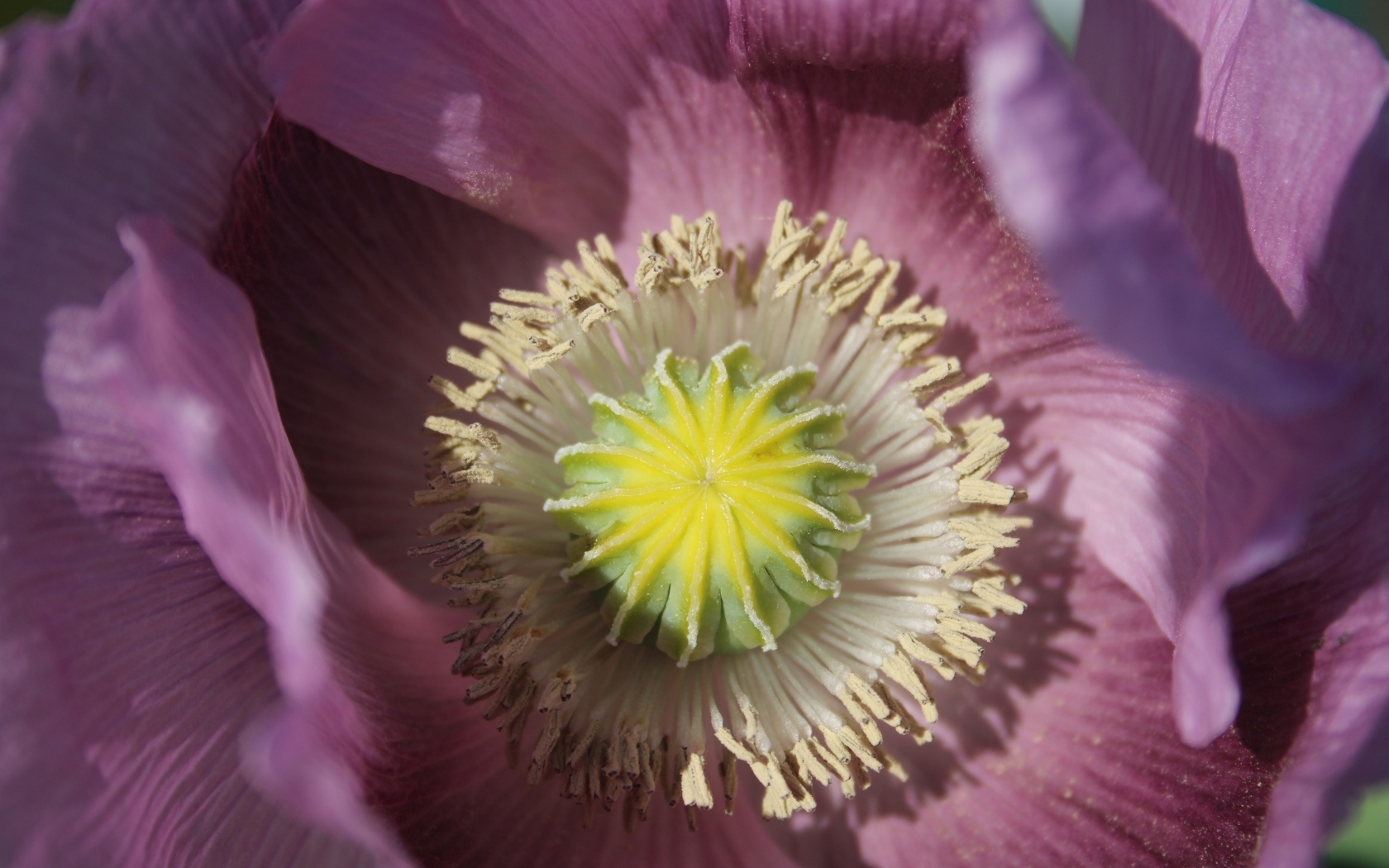 Серединка розового полевого мака