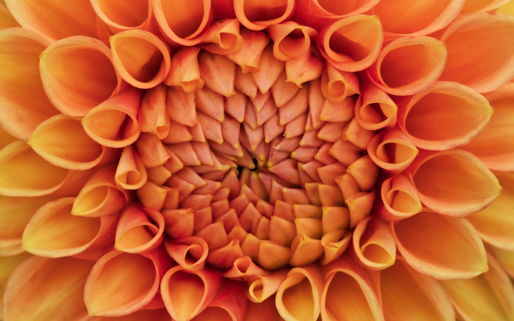 Серединка оранжевого цветка георгина