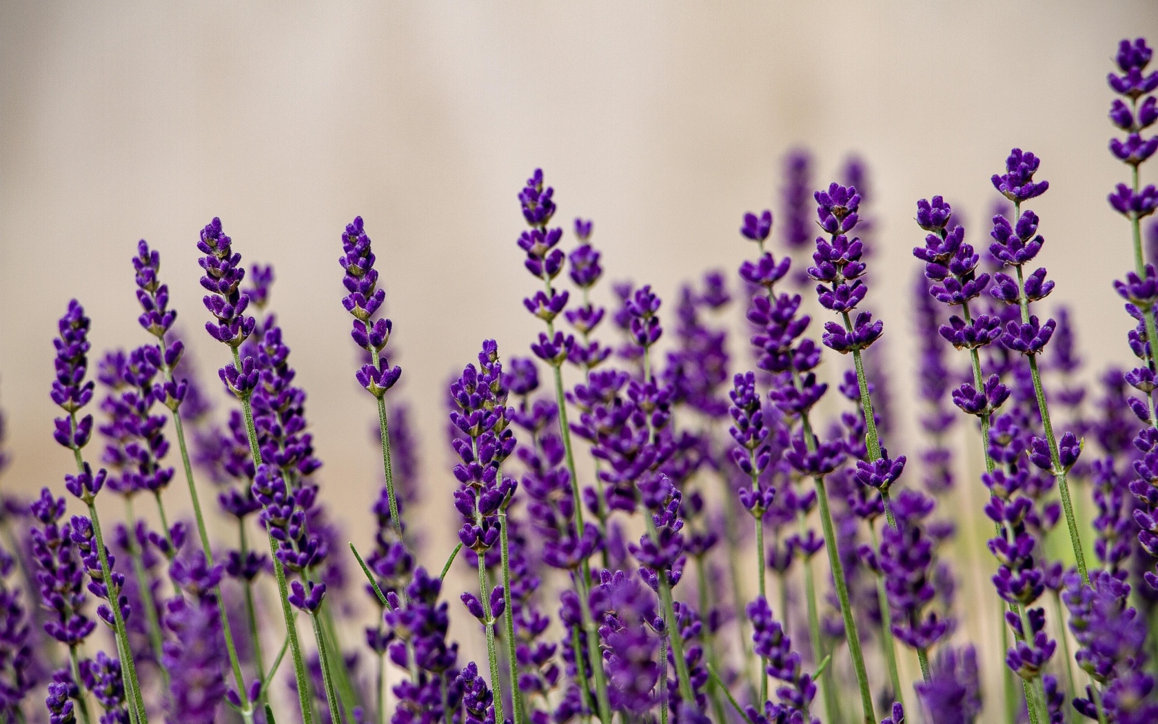 Тонкие стебли с цветами лаванды на поле