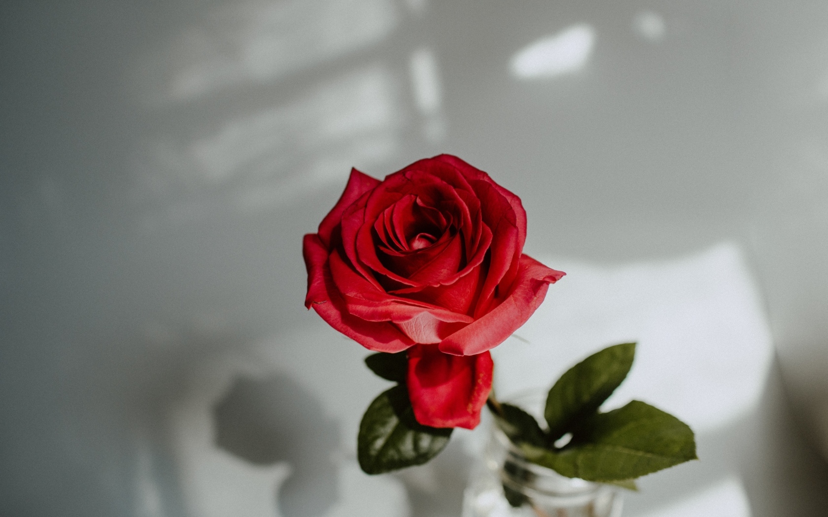 Вид сверху на красную розу в вазе