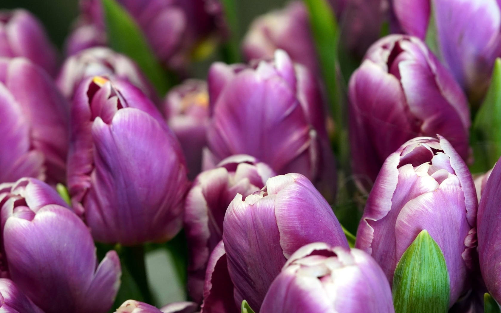 Верхушки фиолетовых тюльпанов на клумбе