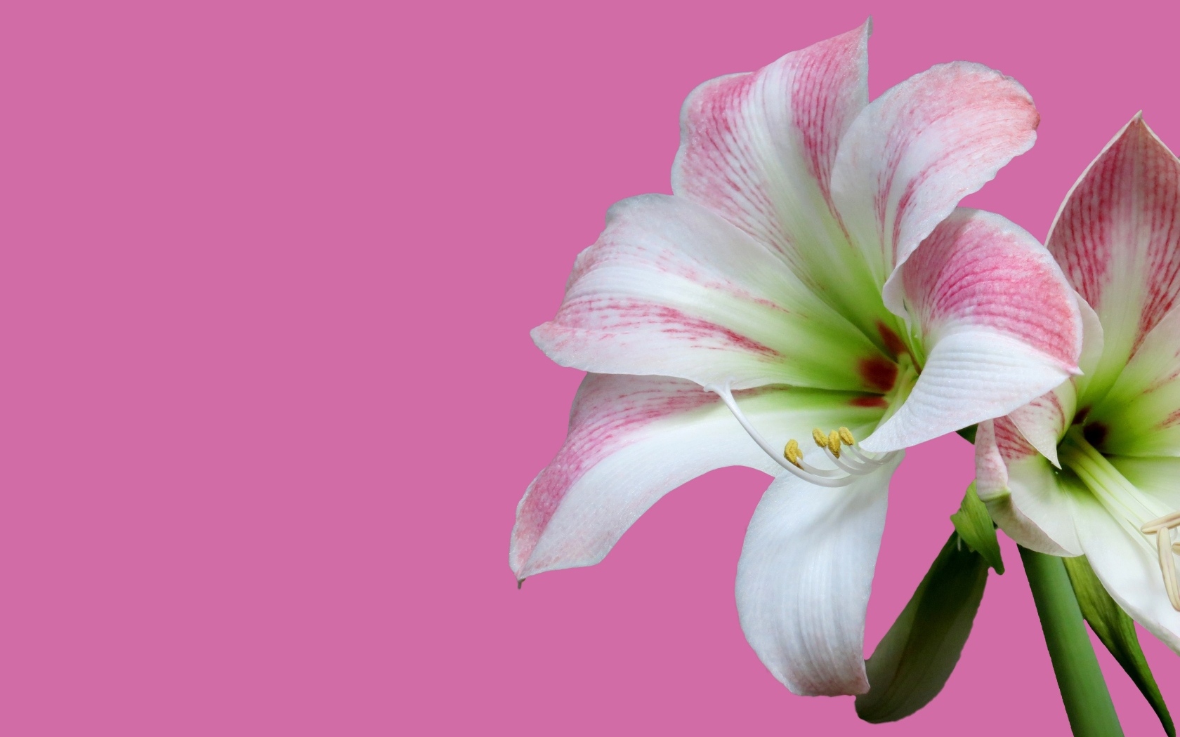 Два цветка амариллиса на розовом фоне